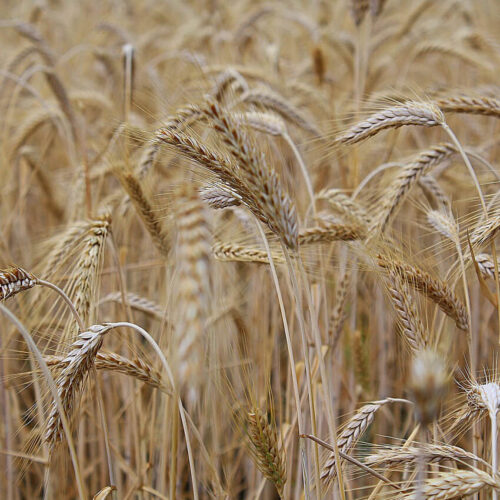 wheat